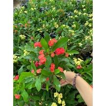 Kırmızı Renk Milli Dikenler Tacı Çiçeği 1 Adet 20-30cm Saksılı Euphorbia Milii