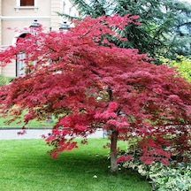 Kırmızı Yapraklı Japon Akçaağaç Acer Palmatum Atropurpureum 2 Ade