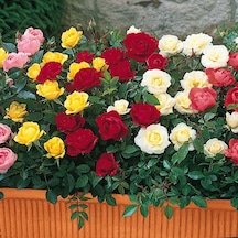 Tüplü Minyatür Karışık Bodur Gül Fidanı Mixed Rose 5 Adet