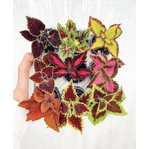 Mini Yaprak Güzeli Kolyoz Çiçeği 9 Adet 10-20 Cm Saksılı Çiçekli Bodur Bitkiler Mix Coleus