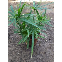 Japon Şemsiyesi Cyperus Alternifolius Şemsiye Palmiyesi