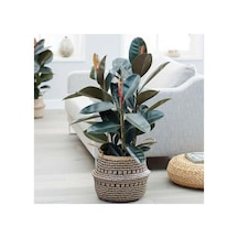 Gardenbox Kauçuk Çiçeği 2'li 80cm, Salon Ev Ofis Çiçeği İki Gövdeli Diğer