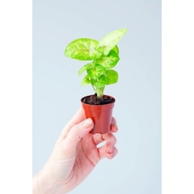 Syngonium Mango Allusion Melek Kanadı Çiçeği Fidanı 10-20 Cm