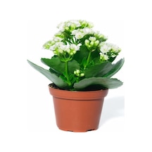 Çok Avantajlı Beyaz Çiçekli Kalanşo Kalanchoe Çiçeği Ithal Büyük Boy