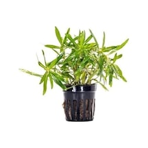 Pogostemon Stellatus Broad Leaf Saksı Canlı Bitki
