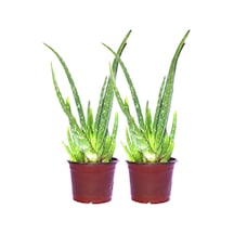 Bitkim Sende 2 Adet Aloevera Çiçeği Bitkisi Aloe Vera Fidanı Dolgun Bol Yavrulu 25-30cm