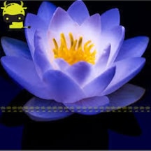 2 Adet Tohum Nadir Bulunan Mavi Lotus Çiçeği Tohumu Lotus Su Çiçeği Tohumu Nilüfer Çiçeği Tohumu