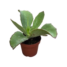 Kalanchoe Synsepala (Sukulent)