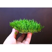 Flame Moss Tele Sarılı 5X5Cm Yeni Sarım Canlı Bitki