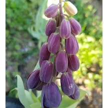 Fritillaria Persica Mor Renkli Ters Lale Soğanı