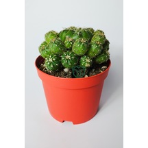 Bol Yavrulu Kaktüs Matucana Polzii Kırmızı Açan Kaktüs 8.5 Cm