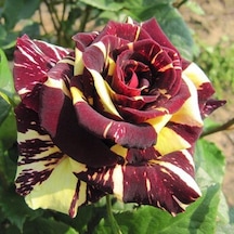 Serada Decor Plant Sihirbaz Rengarenk Tüplü 1. Kalite