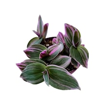 Serada Decor Plant Çok Dallı Sukulent Bitki Mor Yapraklı Telgraf Çiçeği
