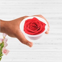 Süsle Bebek Ve Parti Şoklanmış Solmayan Gül, 5 Cm - Kırmızı Çok Renkli