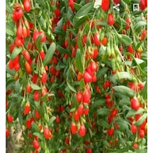 10 Adet Gojiberry Fidanı Nq9 Aşılı 2 Ya Açık Kök