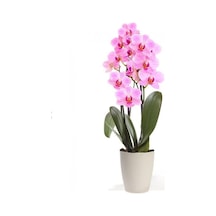 Pembe Orkide Tohumu 5 Adet Tohum Phalaenopsis Çiçek Tohumu