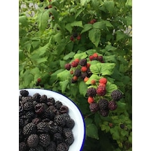 Tüplü Dikensiz Jumbo Böğürtlen Fidanı 30-60 Cm