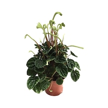 Peperomia Caperata 'Emerald Ripple' Ø12 CM Y25-30 CM