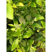 Kumkuat Fidanı Tüplü 40-60 Cm