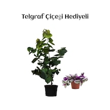 Harika Kokulu Mor Leylak Fidanı Sevgililer Gününe Özel Telgraf Hediyeli