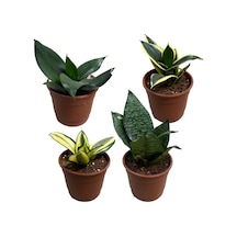 Sansevieria (Paşa Kılıcı) (4'lü Set) Ø12 CM Y15-20 CM