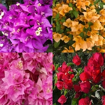 Videolu Begonvil 4 Farklı Renkte 20 50 Cm 4 Adet Saksılı Çiçekli Bitki Bougainvillea