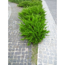 Favori Ürün Limon Çamı Limoni Servi 50 60 Cm 1 Adet Saksılı Dış Mekan Ağaç Cupressus Macrocarpa