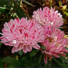 10 Adet Natural Aster Milady Pink Heirloom Tohumu