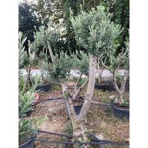 Saksıda 20-25 Yaş Gemlik Zeytin Ağacı Boy 170-200 Cm