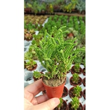 Crassula Muscosa Watch Succulent Prenses Çamı