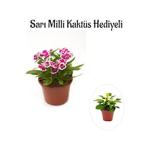 Pembe Renk Çin Karanfili Çiçeği Sevgililer Gününe Özel Sarı Milli