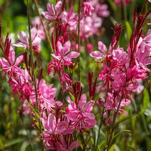Gaura Çiçeği 10 Adet - Çok Yıllık Dış Mekan Çiçeği