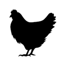 Tavuk Folyo Sticker 100cm Uzunluk Karışık Renkli