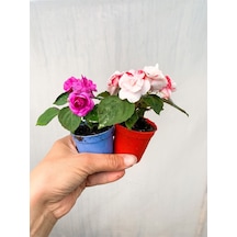 Videolu 2 Adet Karışık Renk Katmerli Cam Güzeli 10-20 Cm Saksılı Çiçekli Bodur Crassula Ovata