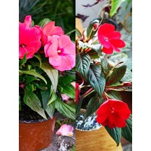 Videolu Cam Güzeli Çiçeği Kırmız-pembe 2 Adet Saksılı 20-40 Cm Yeni Gine Impatiens Walleriana