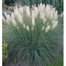 Thebestonline Pampas Otu Fidesi Cortaderia Selloana Saz Püskülü,