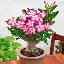 5.5 Luk Saksıda Arabic Adenium Çöl Gülü Çiçeği Fidanı 1