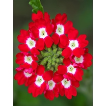 Videolu Yayılıcı Kırmızı Mine Çiçeği 1 Adet Saksılı 15-30 Cm Bahçe Yer Bitkisi Verbena Officinalis