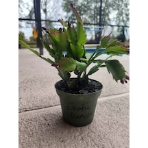 İstenilen Renk Yılbaşı Çiçeği 1 Adet Sakslı 10-20cm Schlumbergera