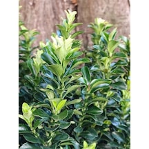 Yeşil Taflan Çiçeği Euonymus Japonicus 1 Adet Saksılı 30-40cm