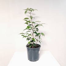Benjamin 50-60 Cm