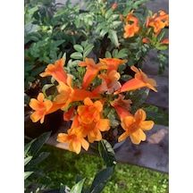 Borazan Çiçeği Turuncu Renk 1 Adet 40-60cm Bahçe Bahçe Balkon Çiçeği Campsis Radicans