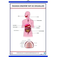 İnsanda S ve Yapı Organları