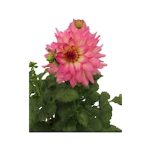 Dahlia - Yıldız Çiçeği - Dalya Bitkisi Pembe Renk Dış Mekan Balkon Bahçe Peyzaj