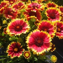 İndian Blanket Gaillardia Gayret Çiçeği Tohumu 30 Adet