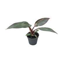 Philodendron 'Pink Princess' Ø5,5 CM Y0-10 CM