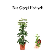 Hediyelik Yeşil Şeflera Bitkisi Sevgililer Gününe Özel Buz Çiçeği Hediyeli