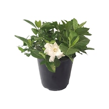 Kokulu Salon Bitkisi 1 Adet Gardenya Çiçeği Saksılı 30-45cm Gardenia Flower