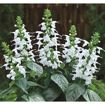 Beyaz Ateş Çiçeği - Salvia F1 Tohumu 30 Tohum