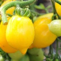 Wonderlight Limon Domates Tohumu Domates Tohumu 15 Tohum